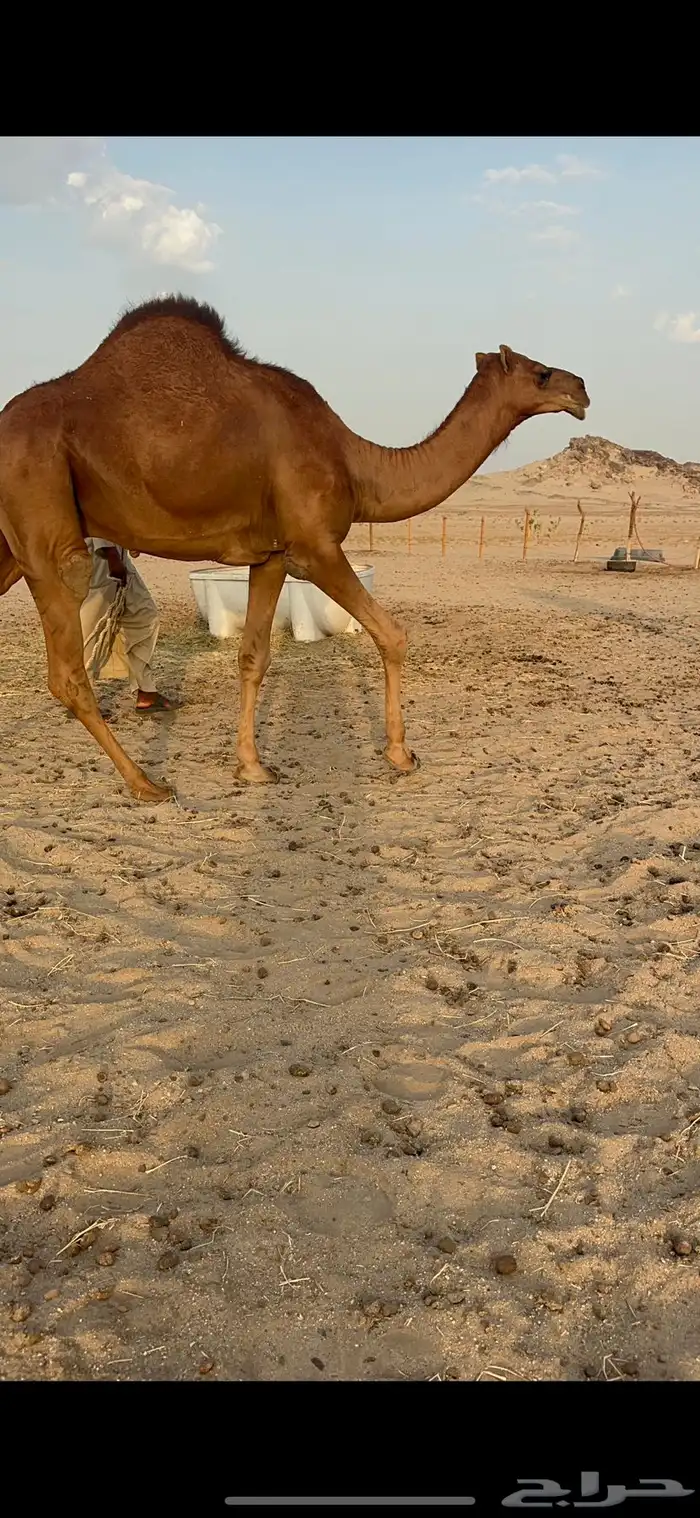 مشروع فحل قعود صنف 2