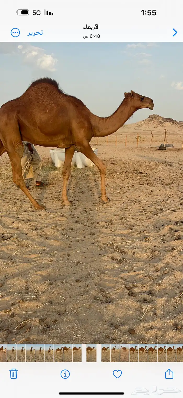 مشروع فحل قعود صنف 3