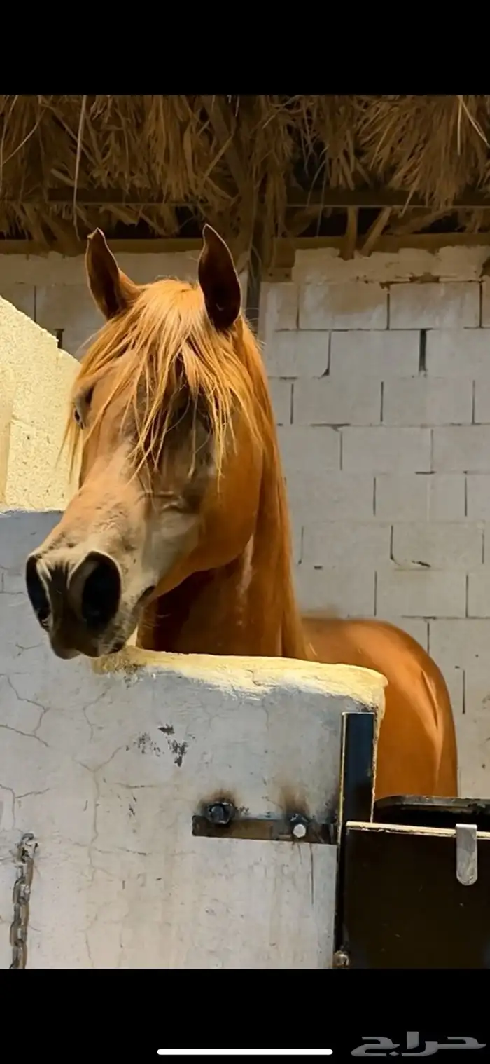 حصان واهو رفيع طيب ودم قوي للبيع 3