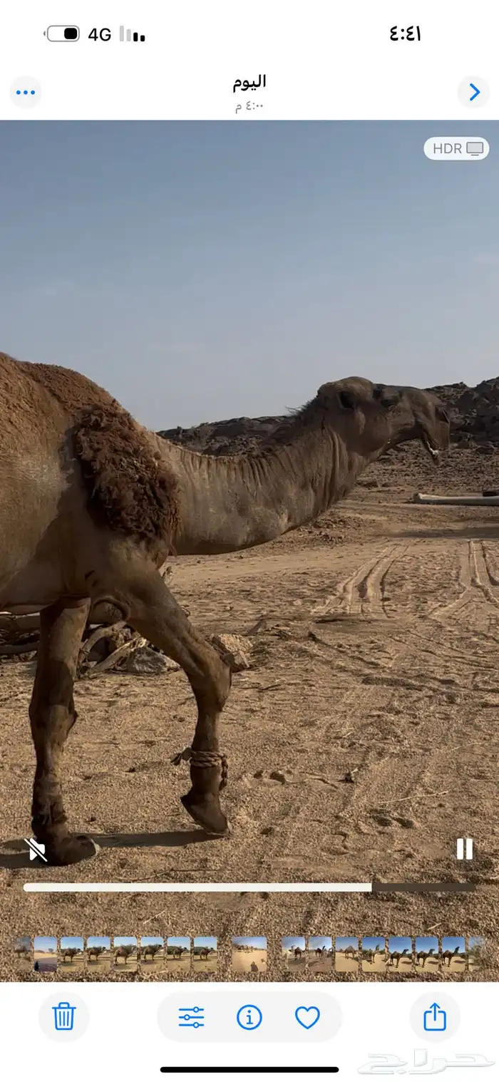 فحل بعير اصفر كفو شاق للبيع جنوب بيشه 6