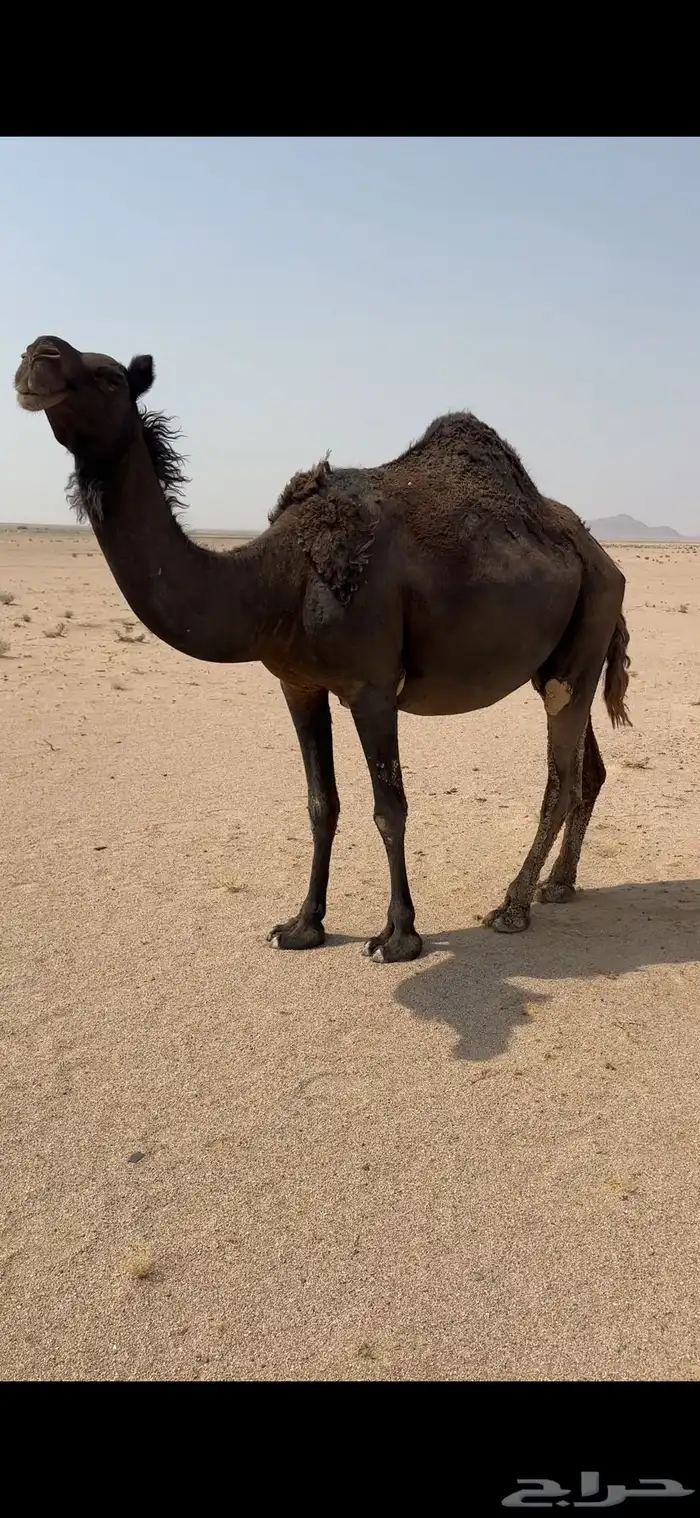 للبيع لقحه مجهم 0