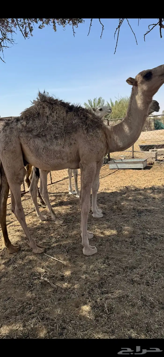 حاشي للبيع 0