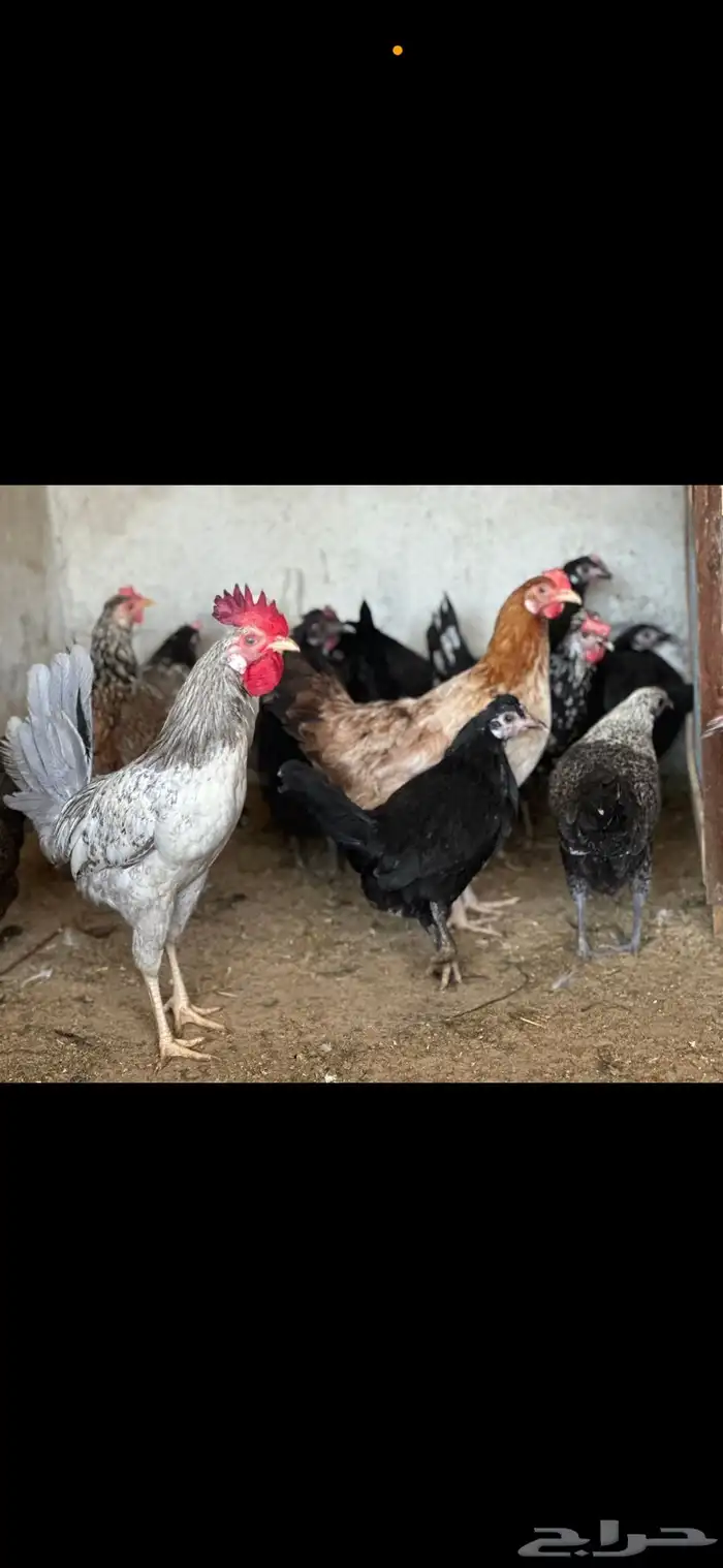دجاج وديوك 3