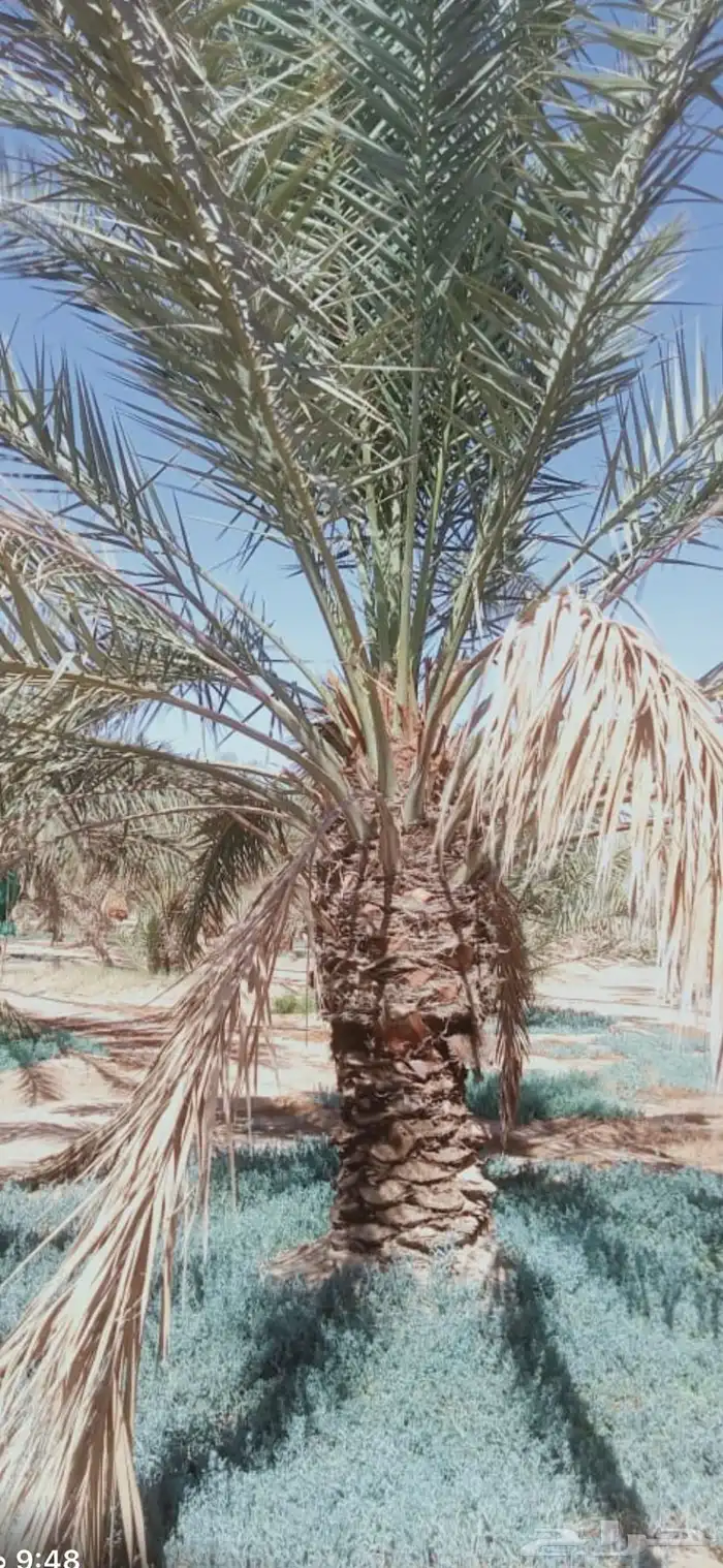 نخيل خلاص 1