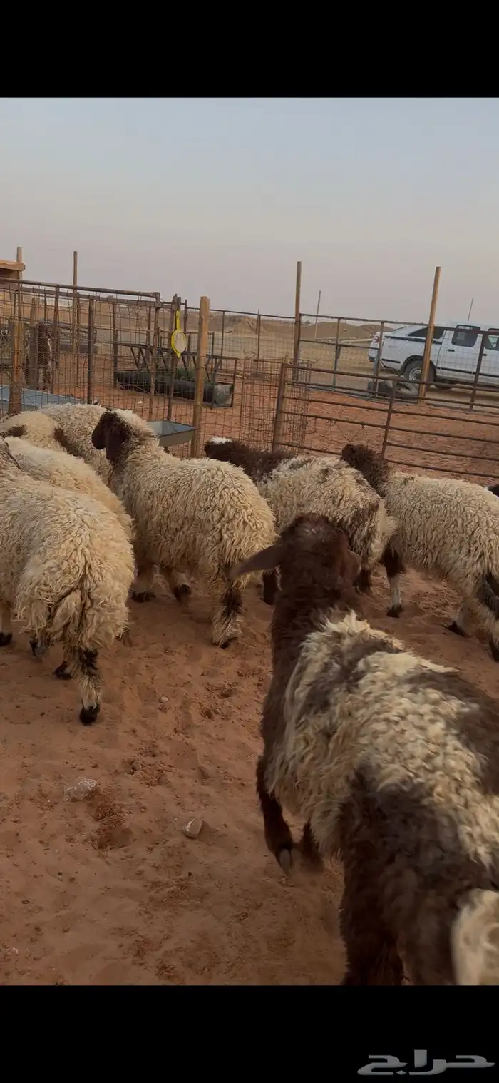 رخال اطراف وضهور 1