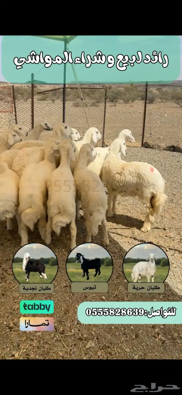 ذبايح بريه ونظيفه طليان ورخال (يوجد اقساط) 0