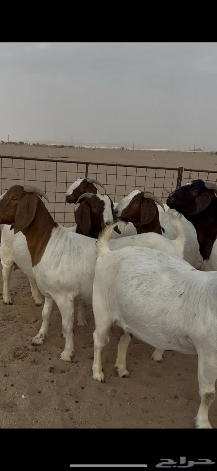 معزا بورقوت دفيع 1