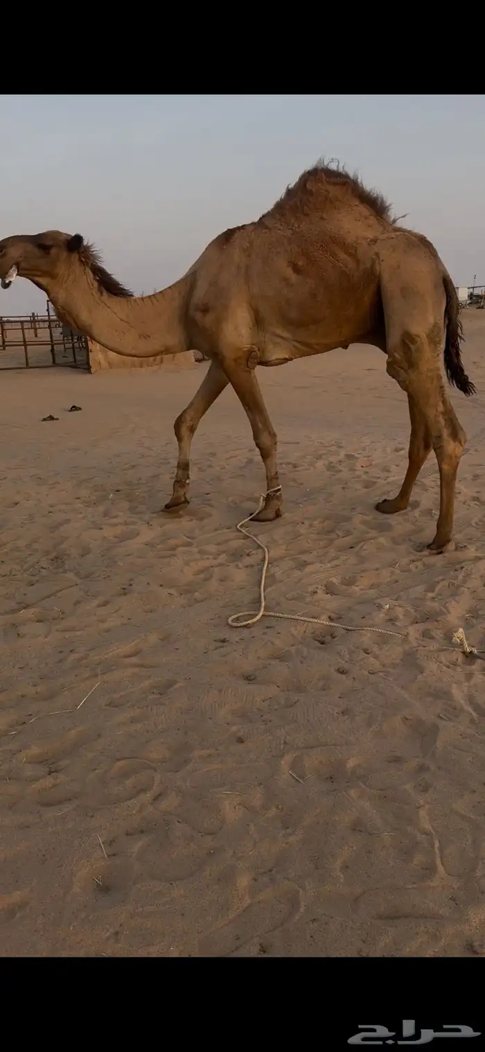 بعير اصفر شمالي 0