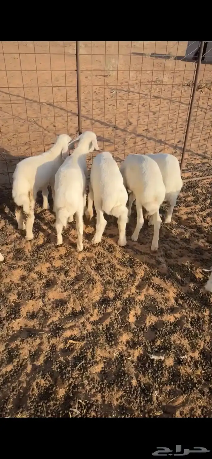 بهم حري تم البيع وجعل من قربنا يربح 1