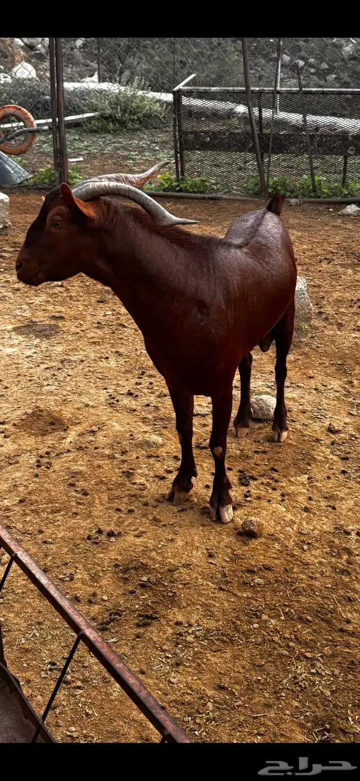 فحل ادهم سديس تم البيييع تم البيييع 2