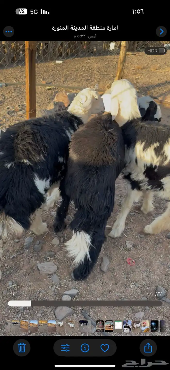 خرفان حريه وخرفان ونجد ورخال نجد جذعان يوجد سلخ وتوصيل 2