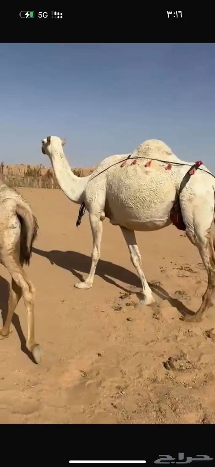 عشرا هديه وحليبه وافر 2