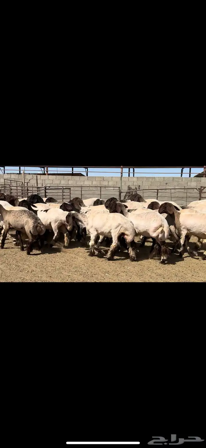 جذعات نعيم خصم الخصم فاخره للبيع 8