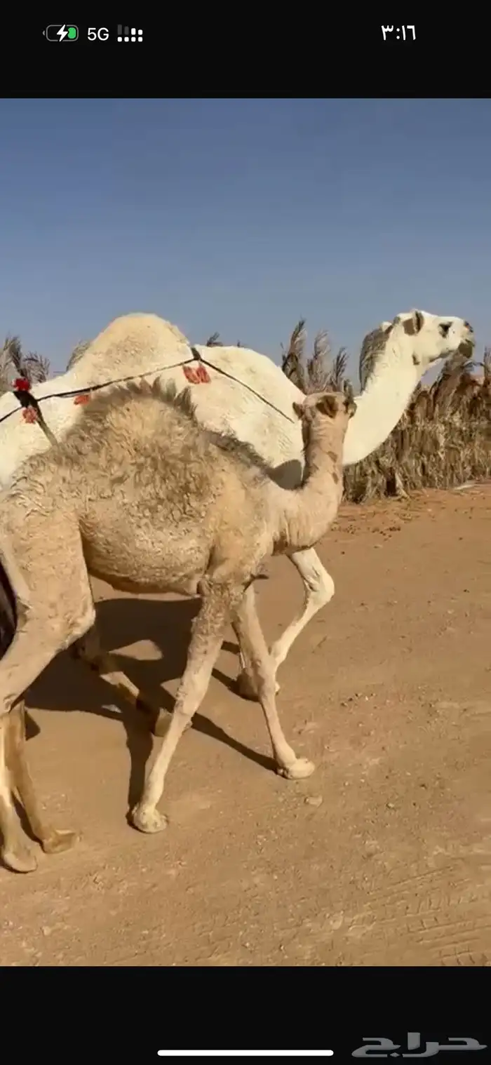 عشرا هديه وحليبه وافر 6