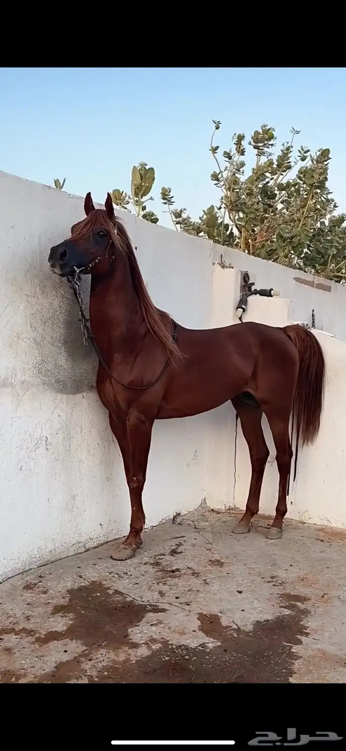 حصان واهو رفيع طيب ودم قوي للبيع 0