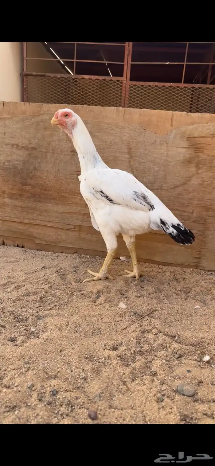 دجاجة فارسية للبيع ( تم البيع ) 0