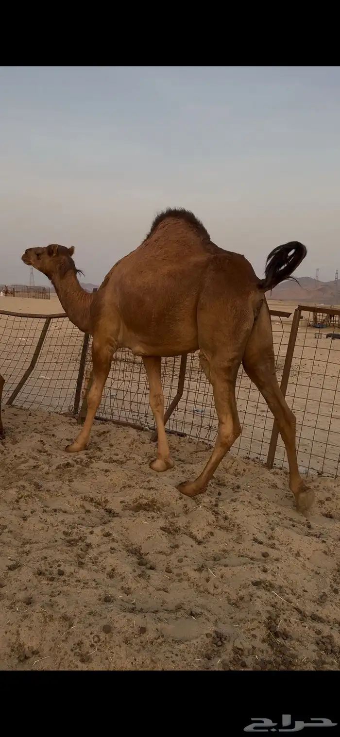 بكرة بكر جذعة حمرا دهما تم البيع 3