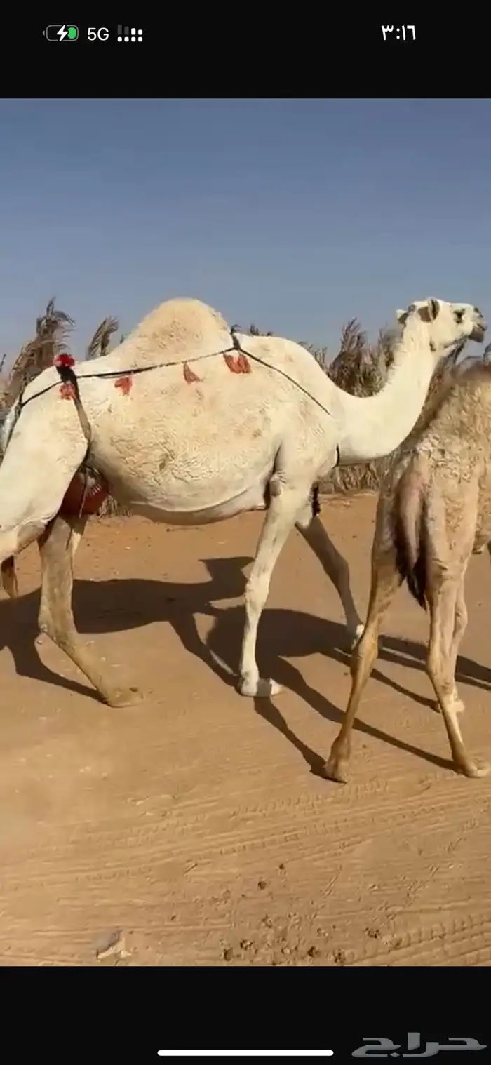 عشرا هديه وحليبه وافر 8