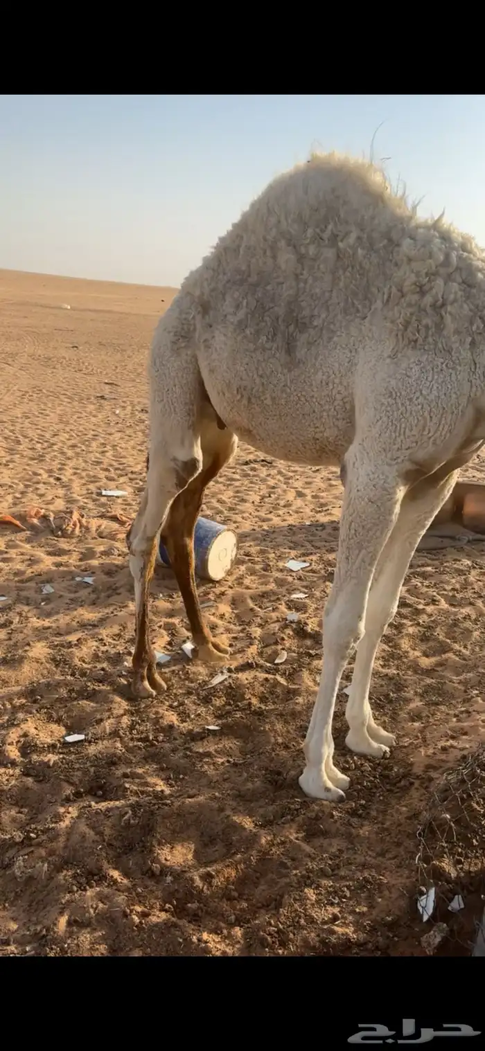 قعود فلل شحم 1