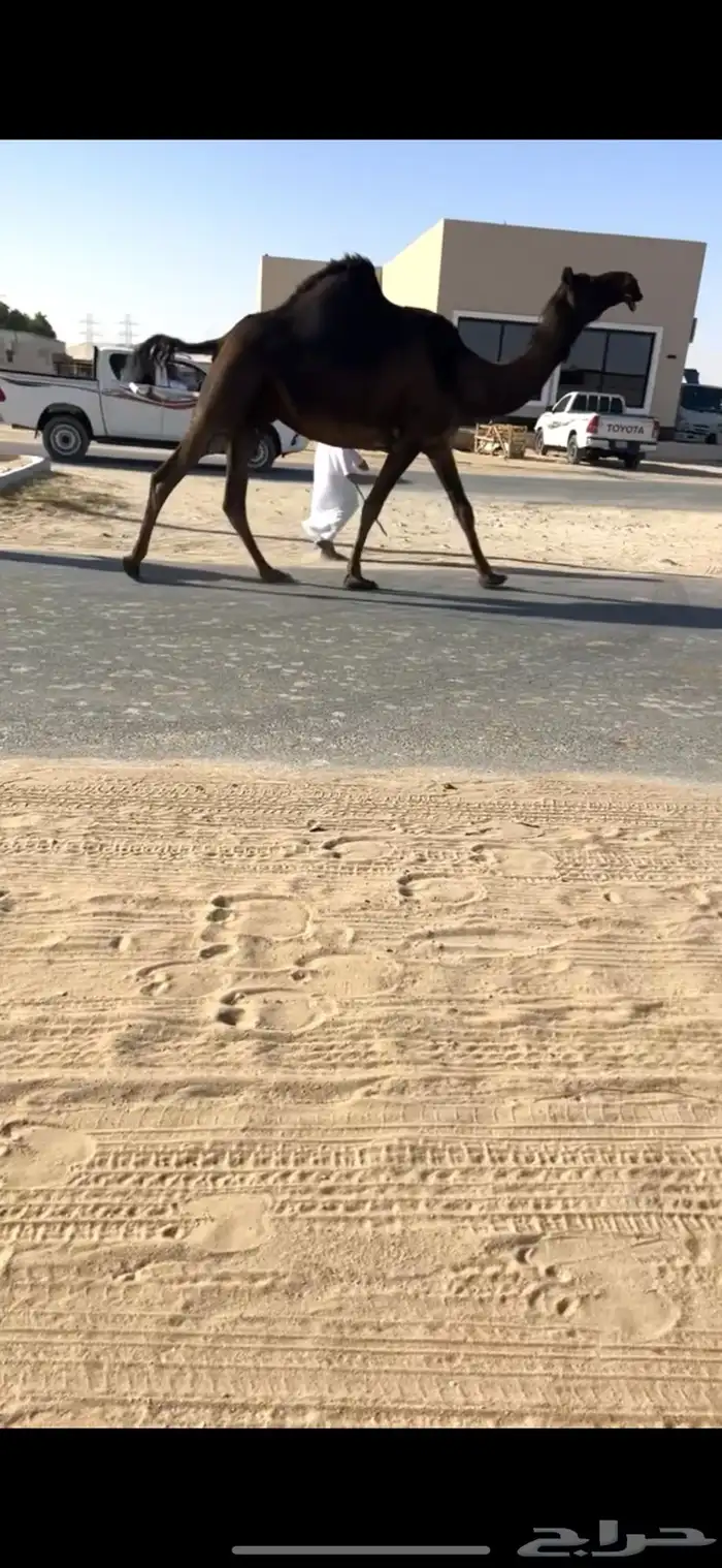 للبيع لقحه طيبه منوه القناي 0