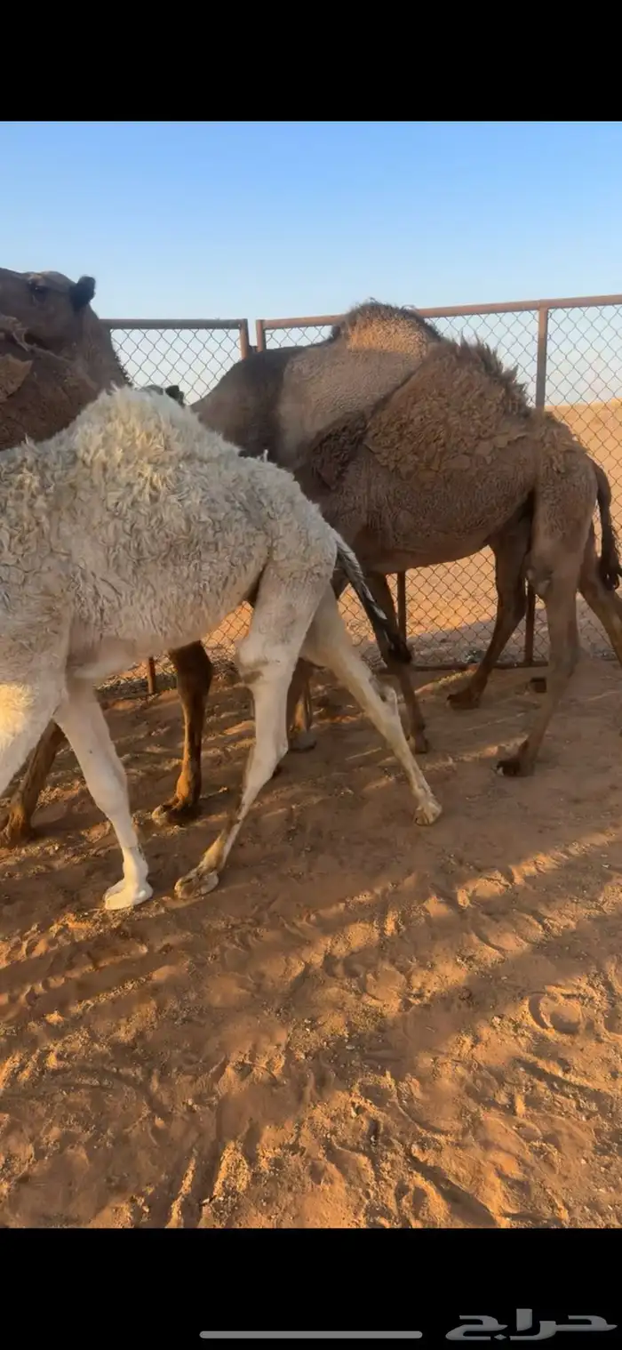 حشو فاخر طايش 5