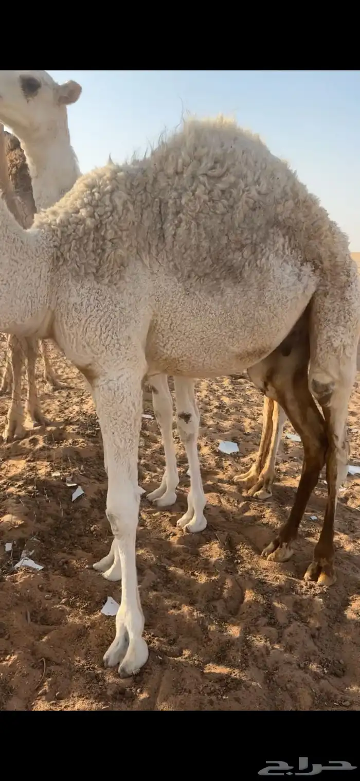 قعود فلل شحم 3