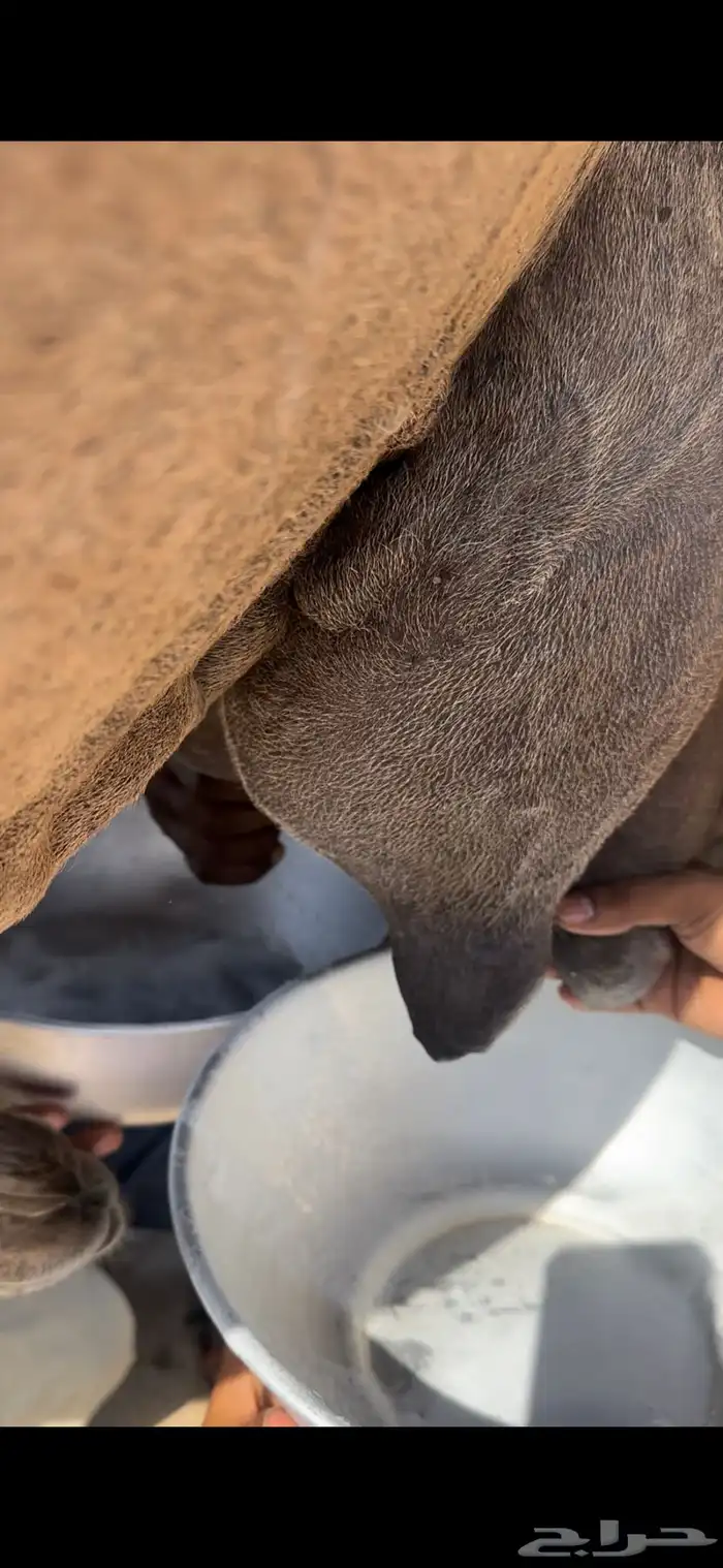 ناقه خلفه منيحه طيبه وغزاره في الحليب 0