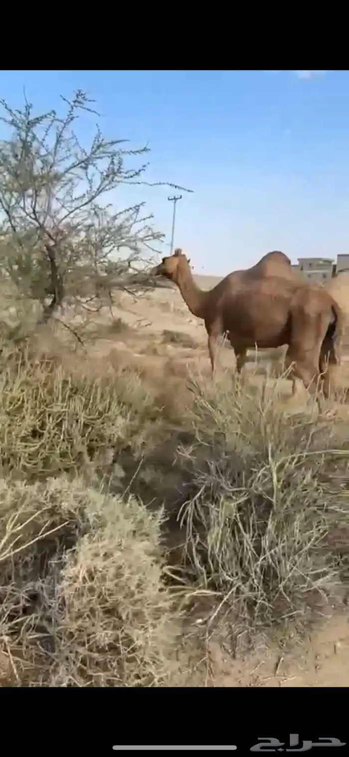 ضروبه ساحليه كفو 4