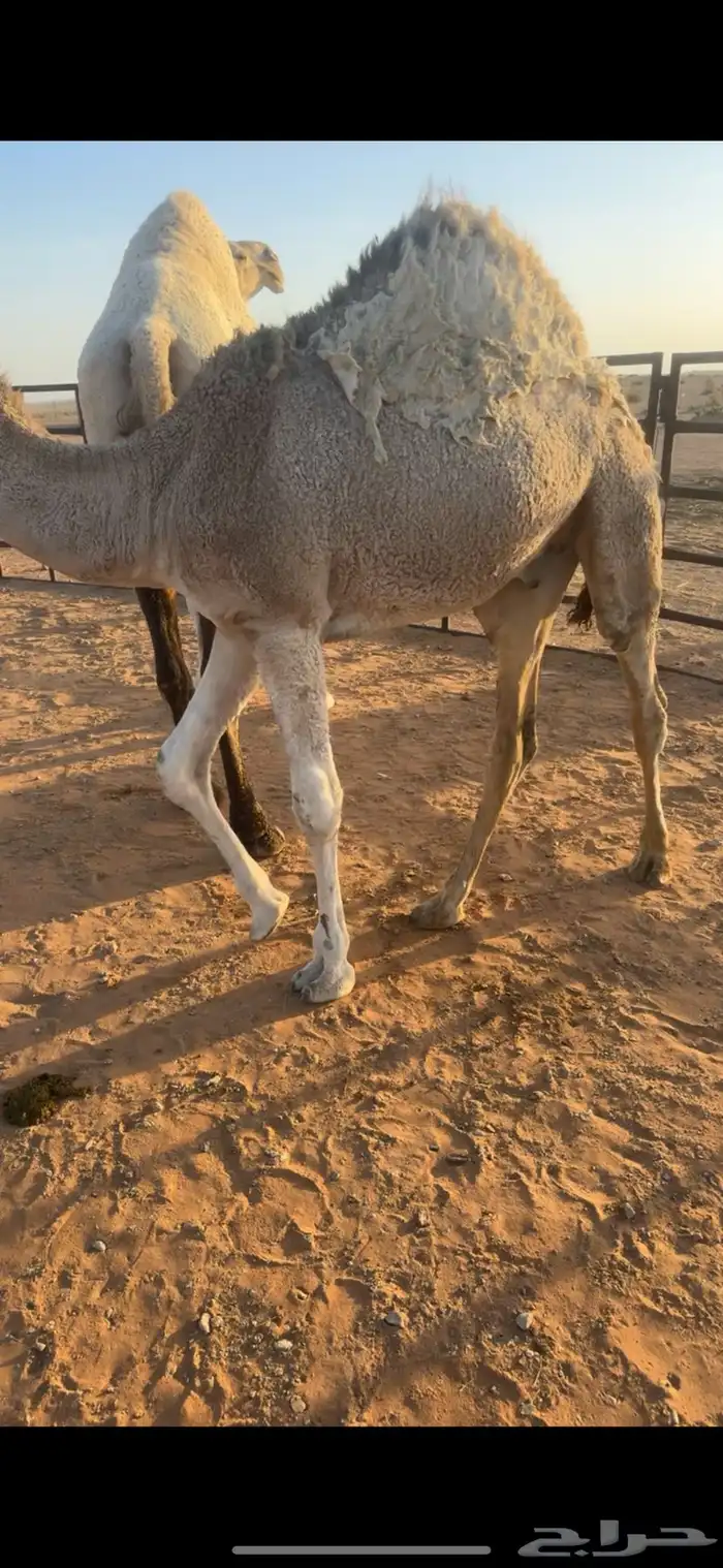 حشو فاخر طايش 2