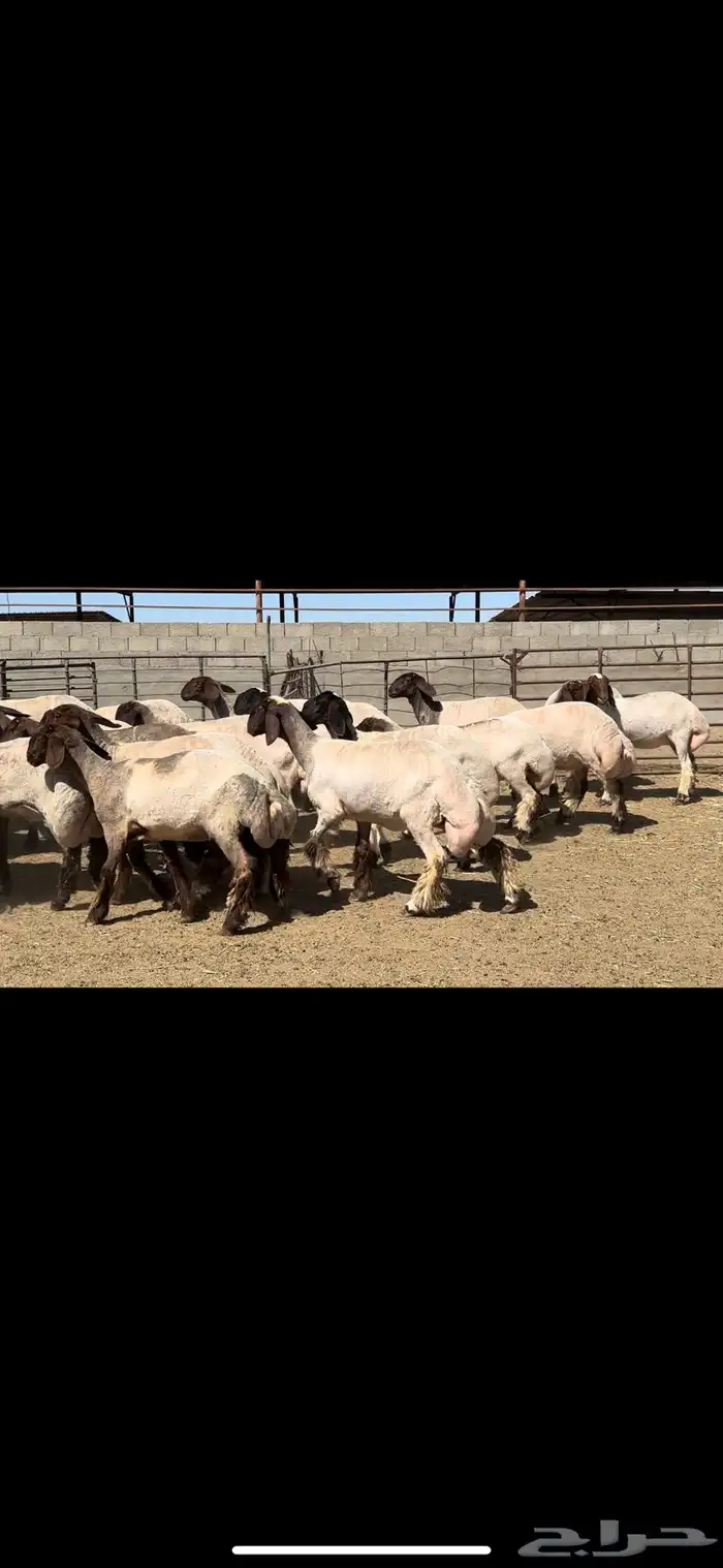 جذعات نعيم خصم الخصم فاخره للبيع 11