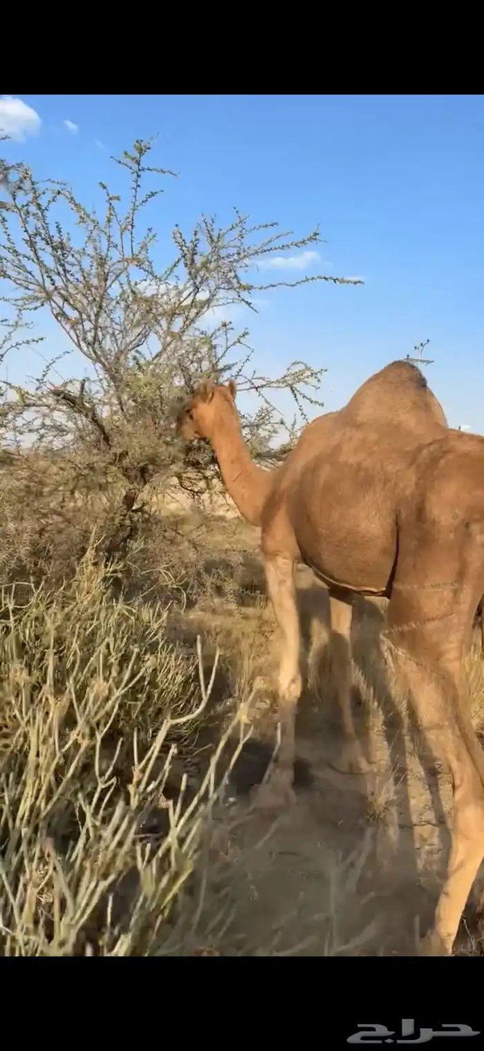 ضروبه ساحليه كفو 1