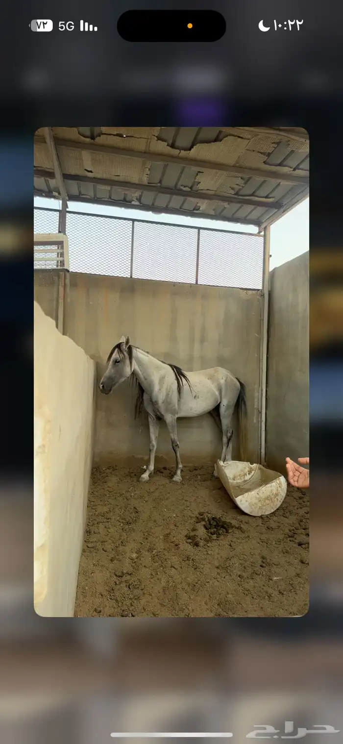 فرس شعبيه للبيع 0