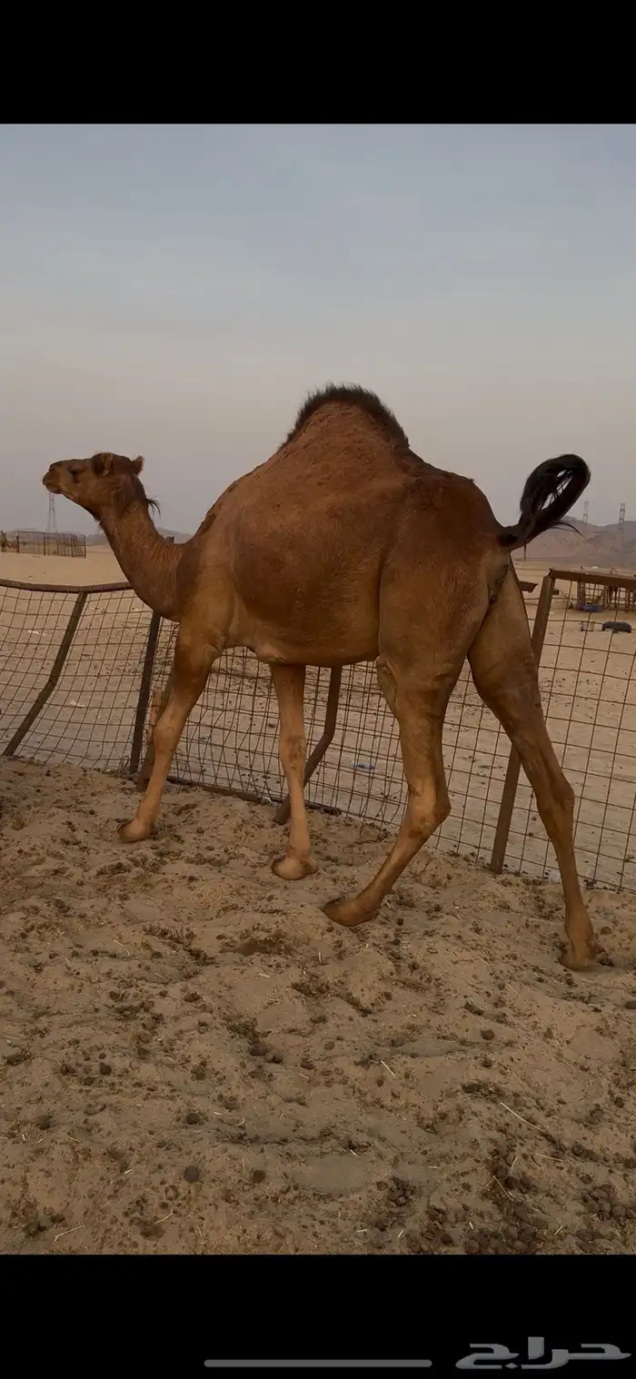 بكرة بكر جذعة حمرا دهما تم البيع 0
