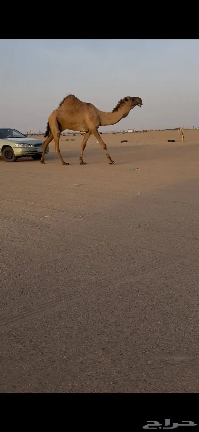 بعير اصفر شمالي 3