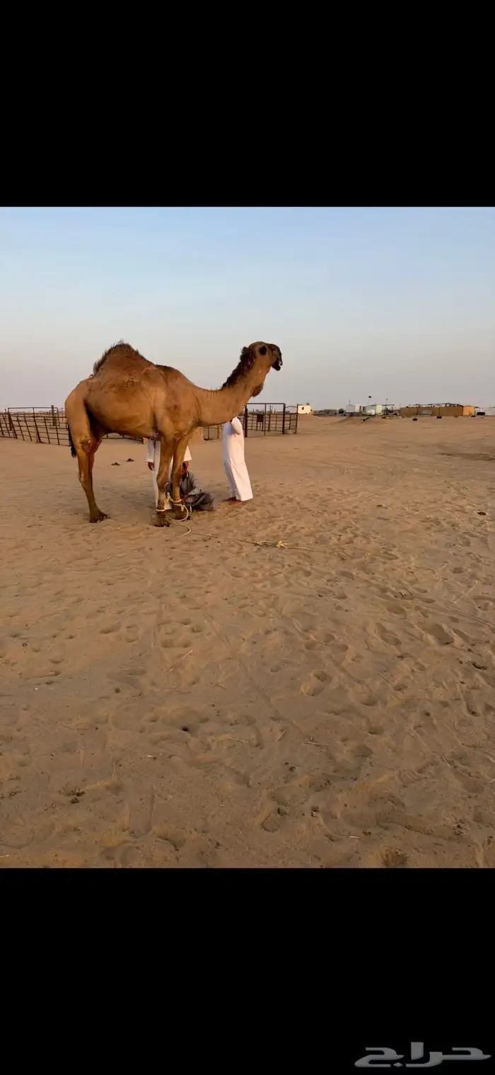 بعير اصفر شمالي 1