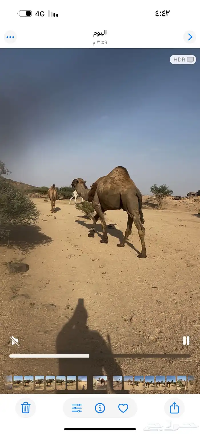 فحل بعير اصفر كفو شاق للبيع جنوب بيشه 1