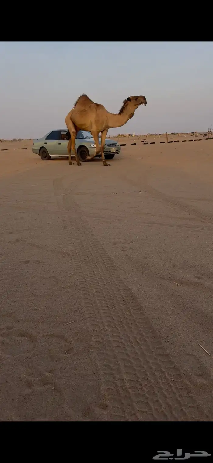 بعير اصفر شمالي 4
