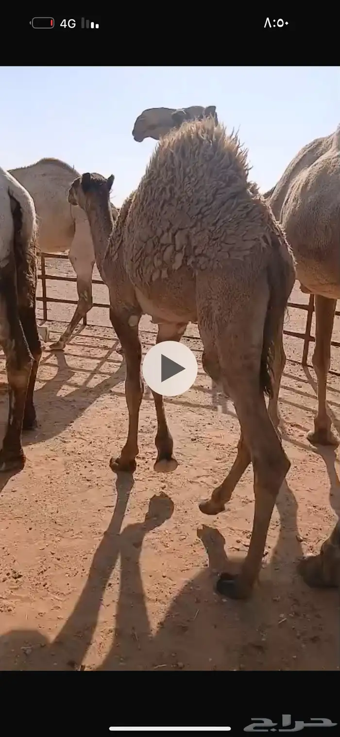 حشو فاخر طايش 0