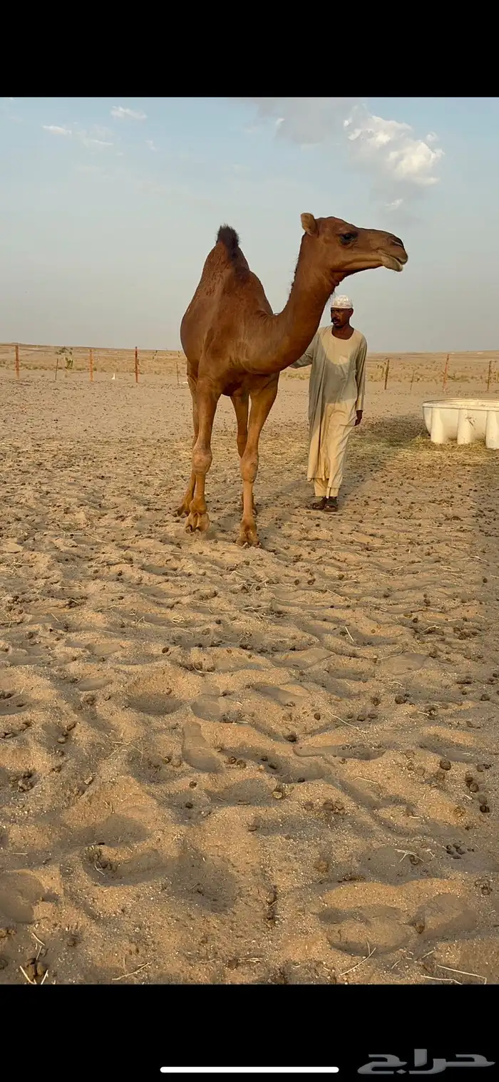 مشروع فحل قعود صنف 7