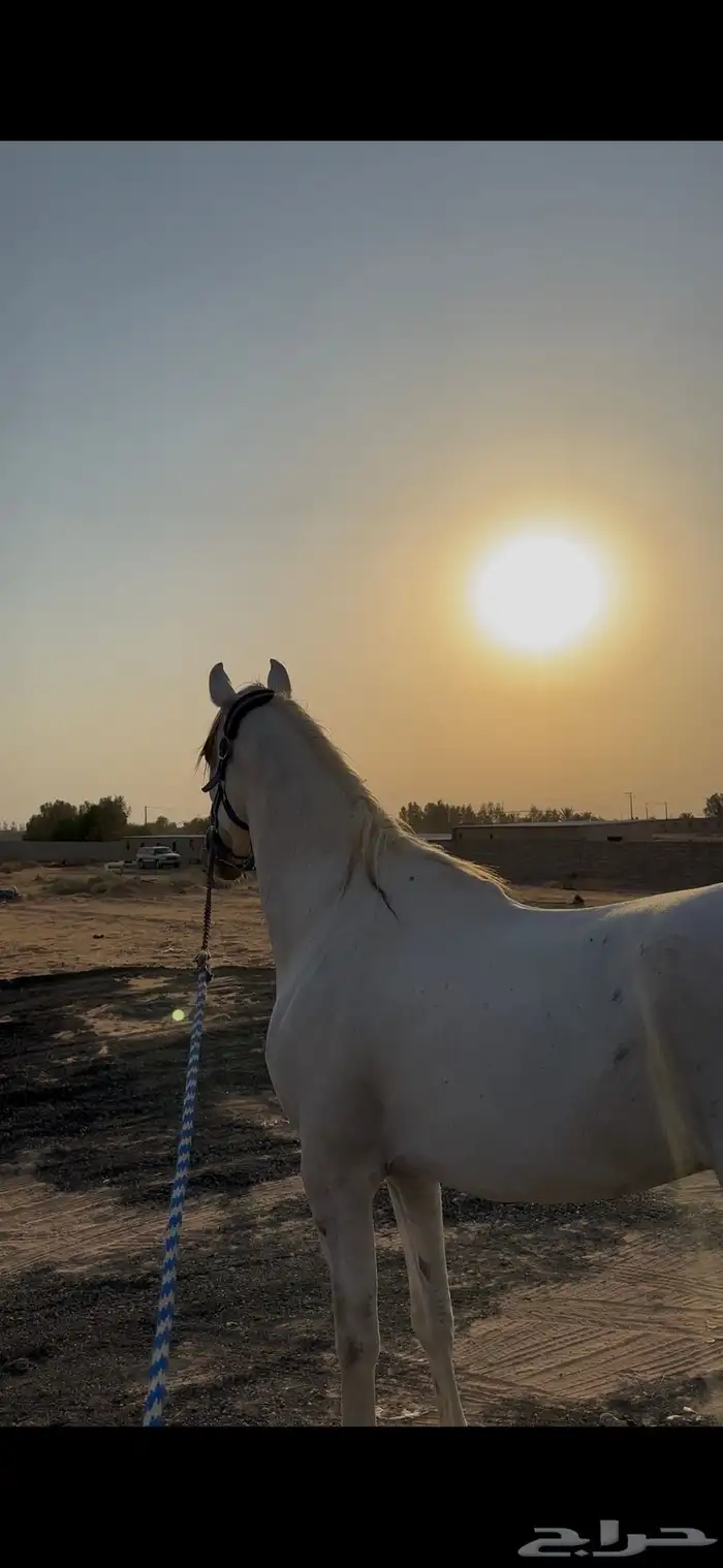 حصان واهو البيع شعبي 1