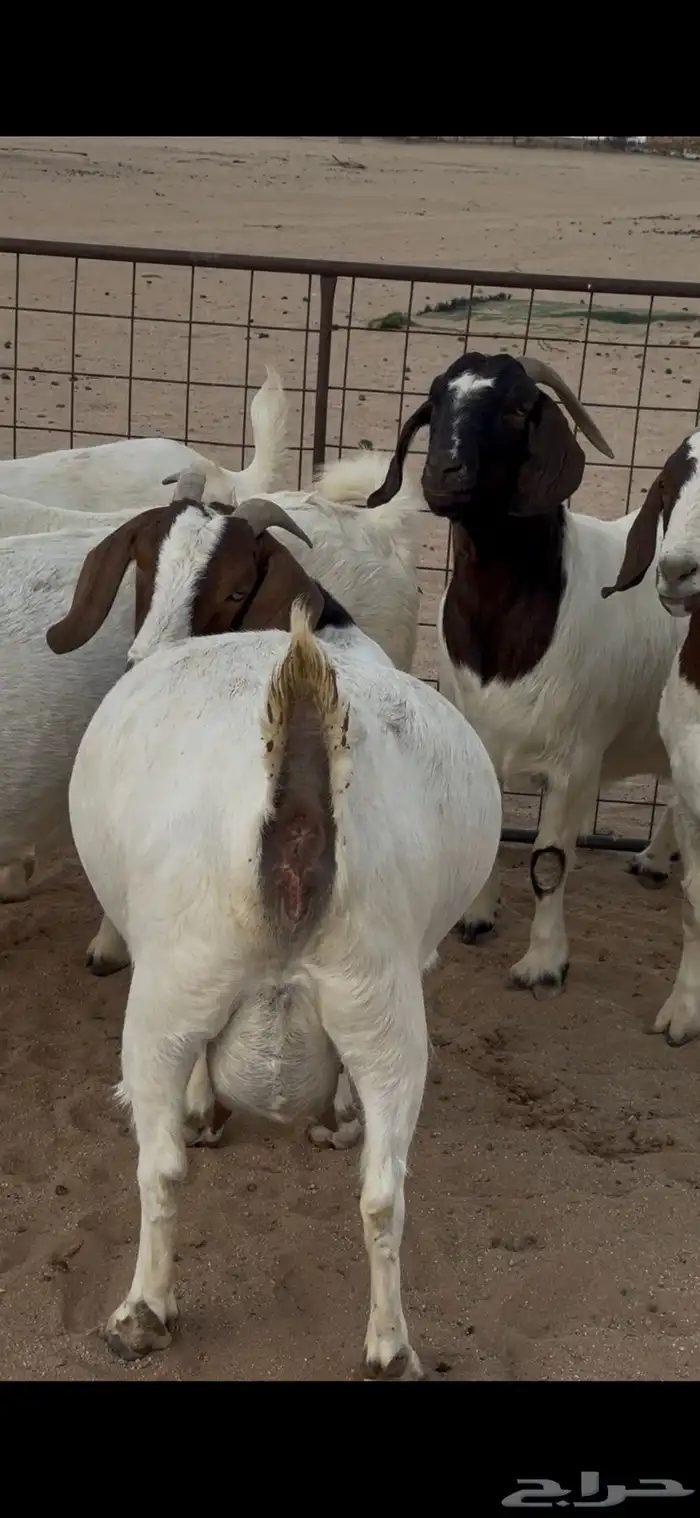معزا بورقوت دفيع 2