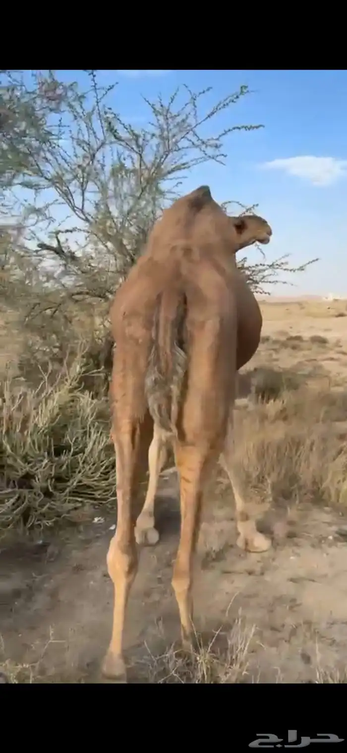 ضروبه ساحليه كفو 3