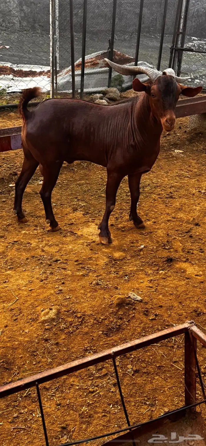 فحل ادهم سديس تم البيييع تم البيييع 1