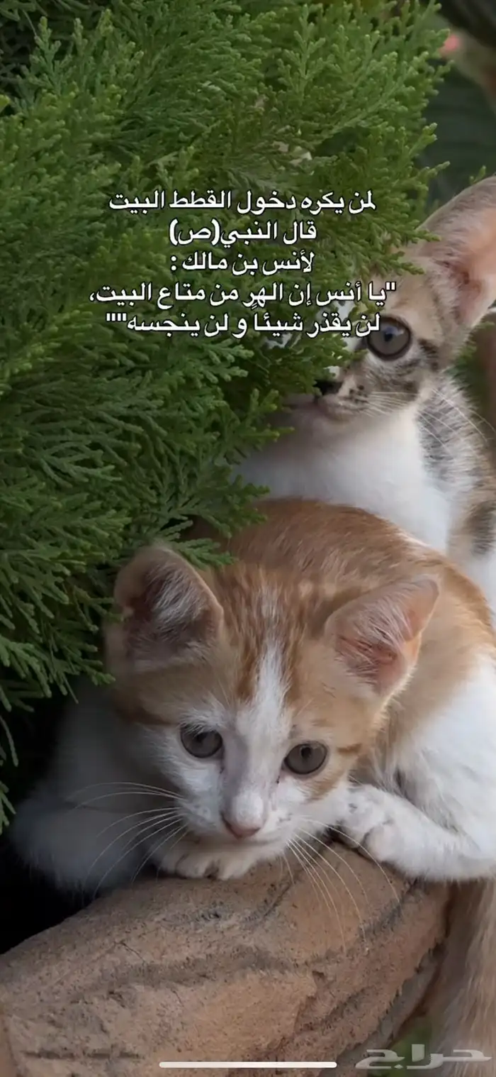 ابي قطوووه للتبني تكون صغيره 0