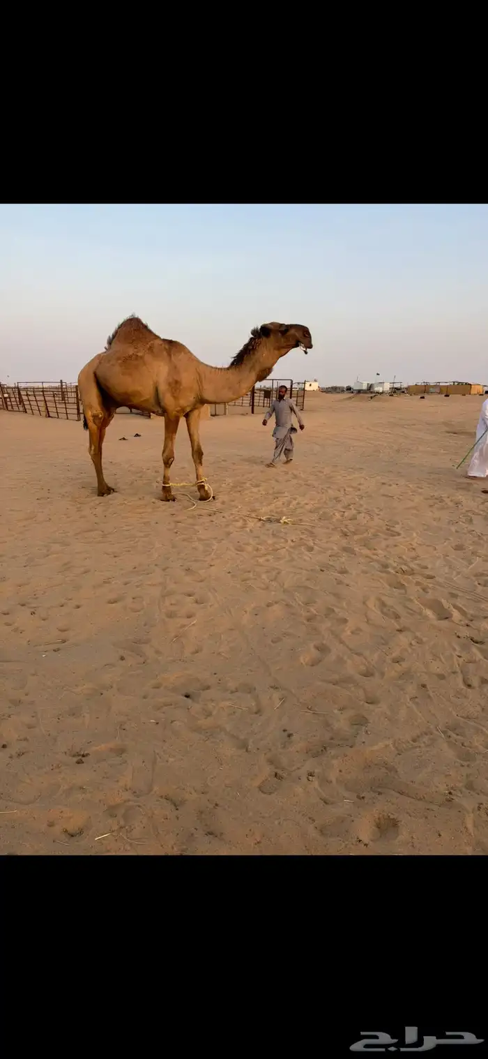 بعير اصفر شمالي 2