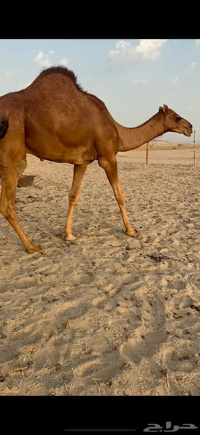 مشروع فحل قعود صنف 8