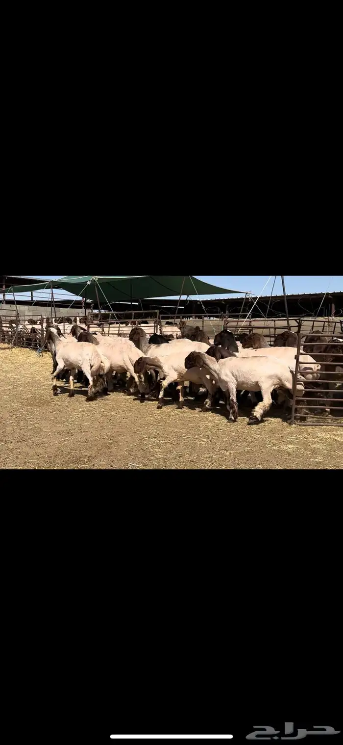 جذعات نعيم خصم الخصم فاخره للبيع 0