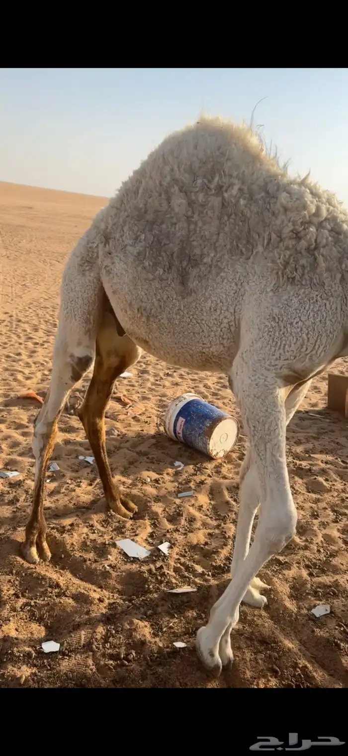 قعود فلل شحم 2