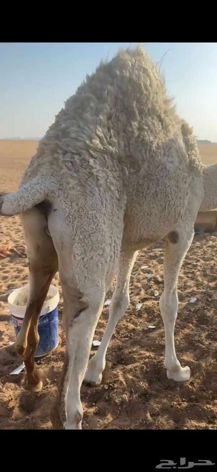 قعود فلل شحم 0