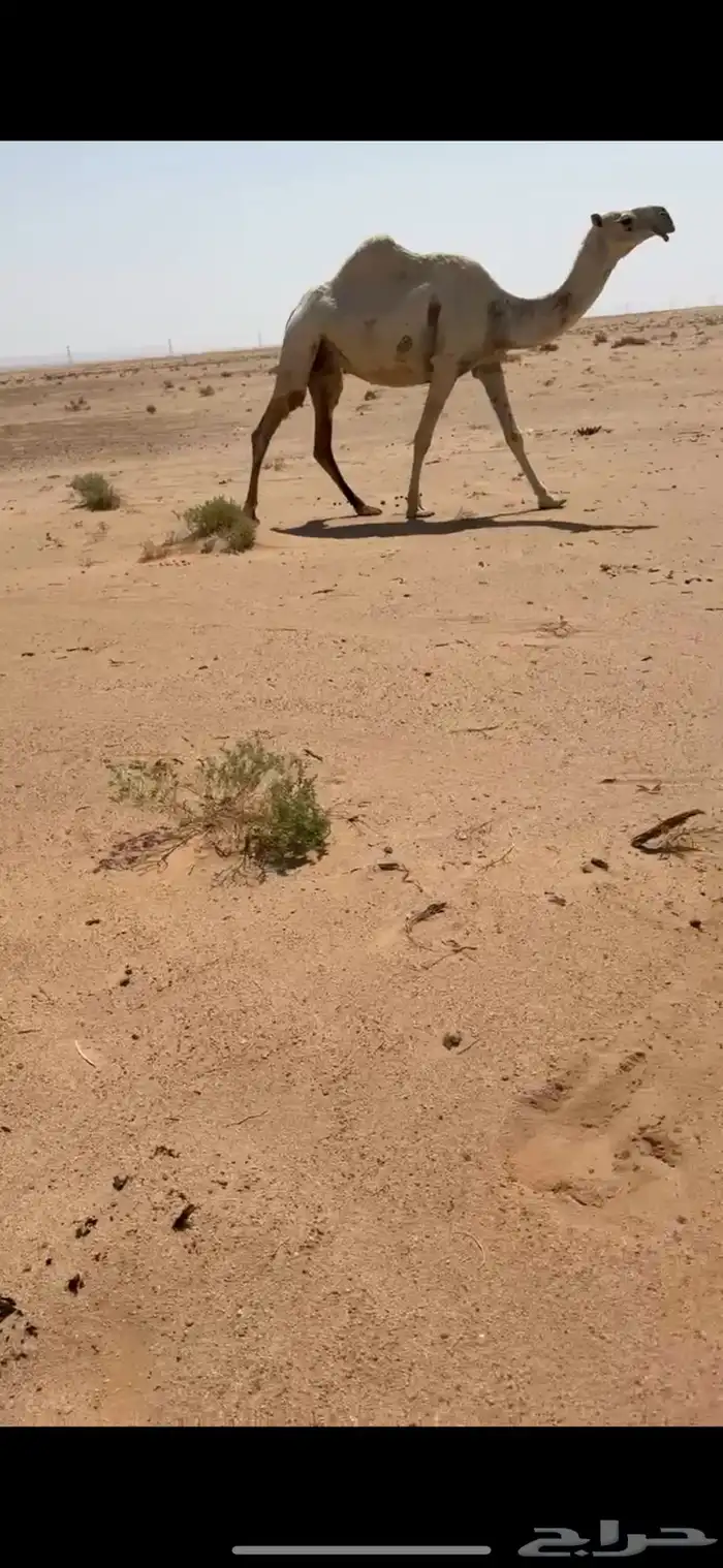 لقحه كفو 0